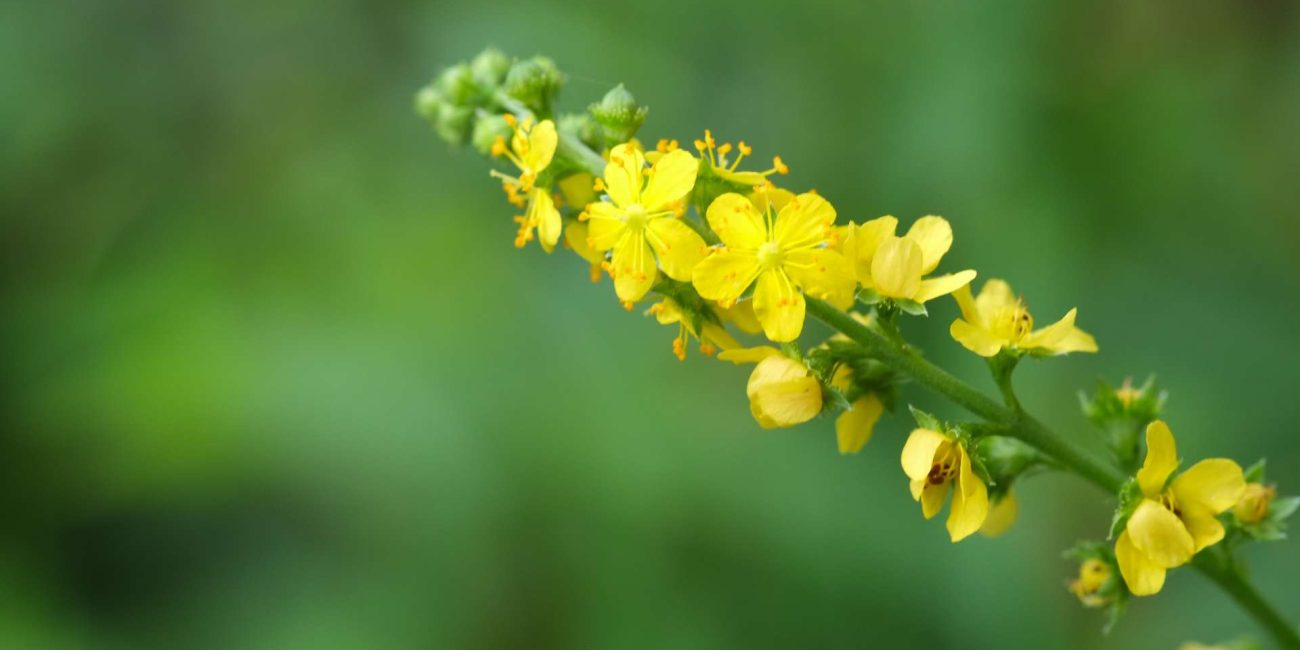 Agrimony Bach Flower: From Hidden Pain to Inner Peace