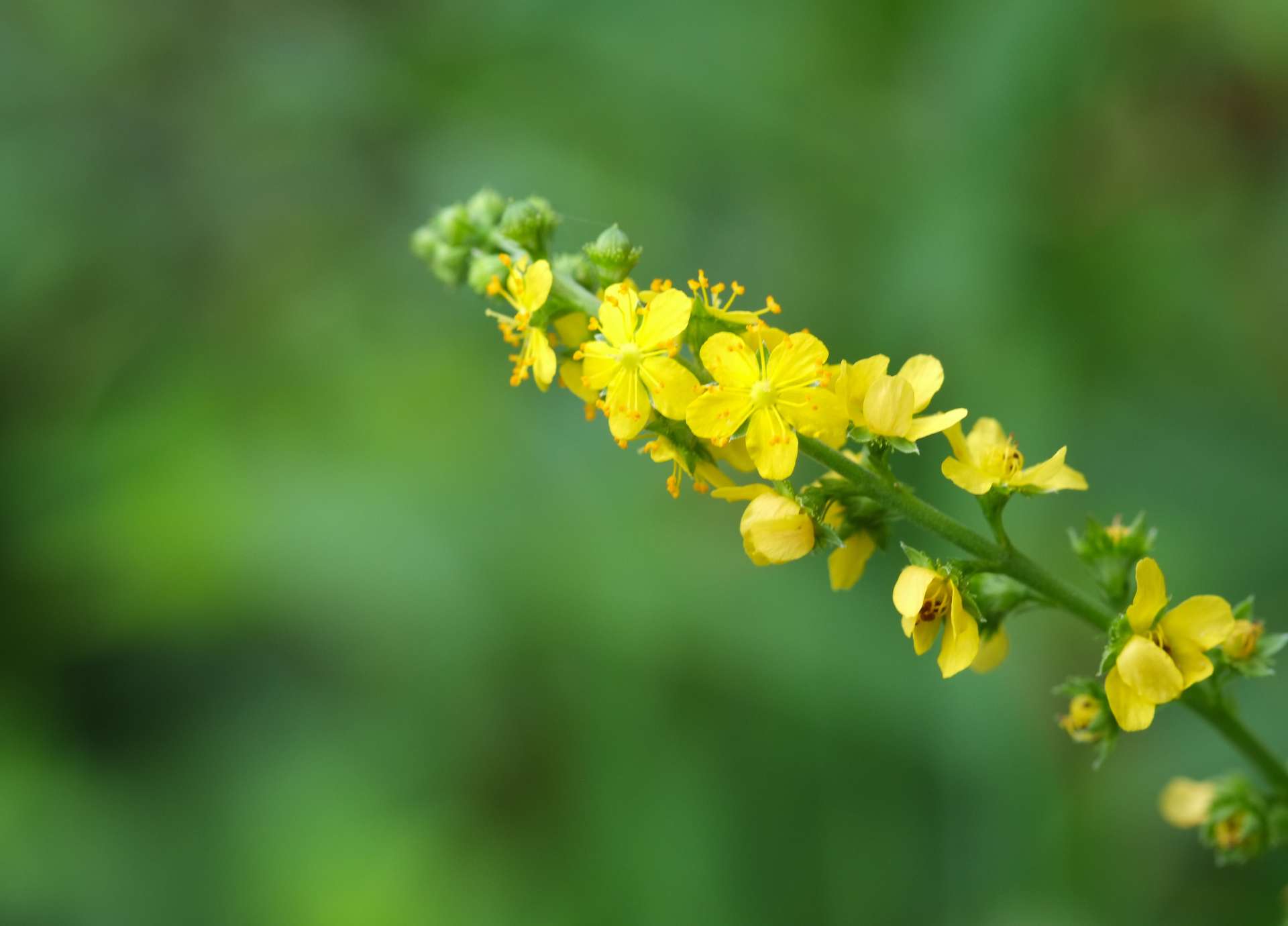 Agrimony Bach Flower: From Hidden Pain to Inner Peace