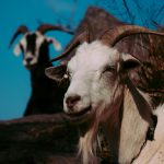 Aries in the Houses: Your Fire in the Twelve Realms