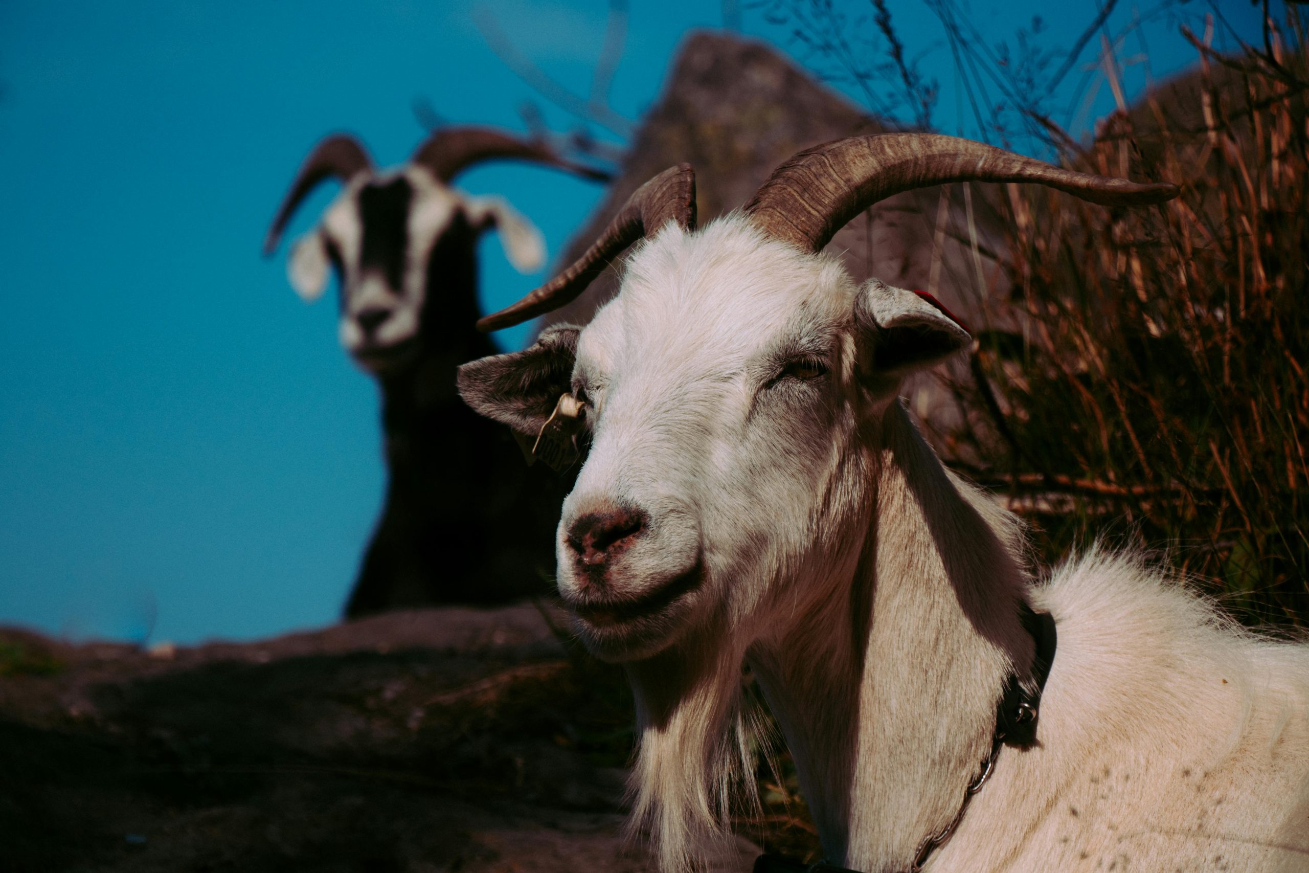Aries in the Houses: Your Fire in the Twelve Realms