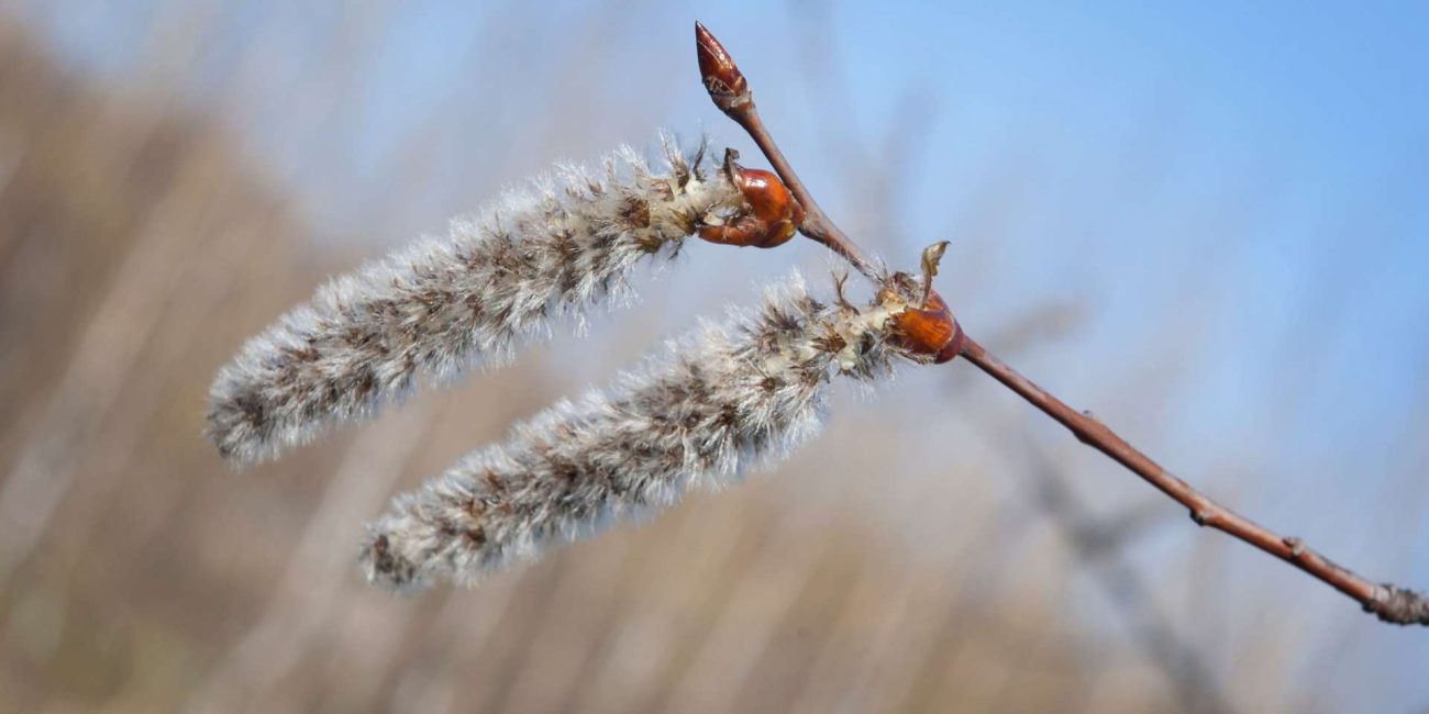 Aspen Bach Flower: Trusting the Unknown and Releasing Fear