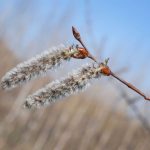 Aspen Bach Flower: Trusting the Unknown and Releasing Fear