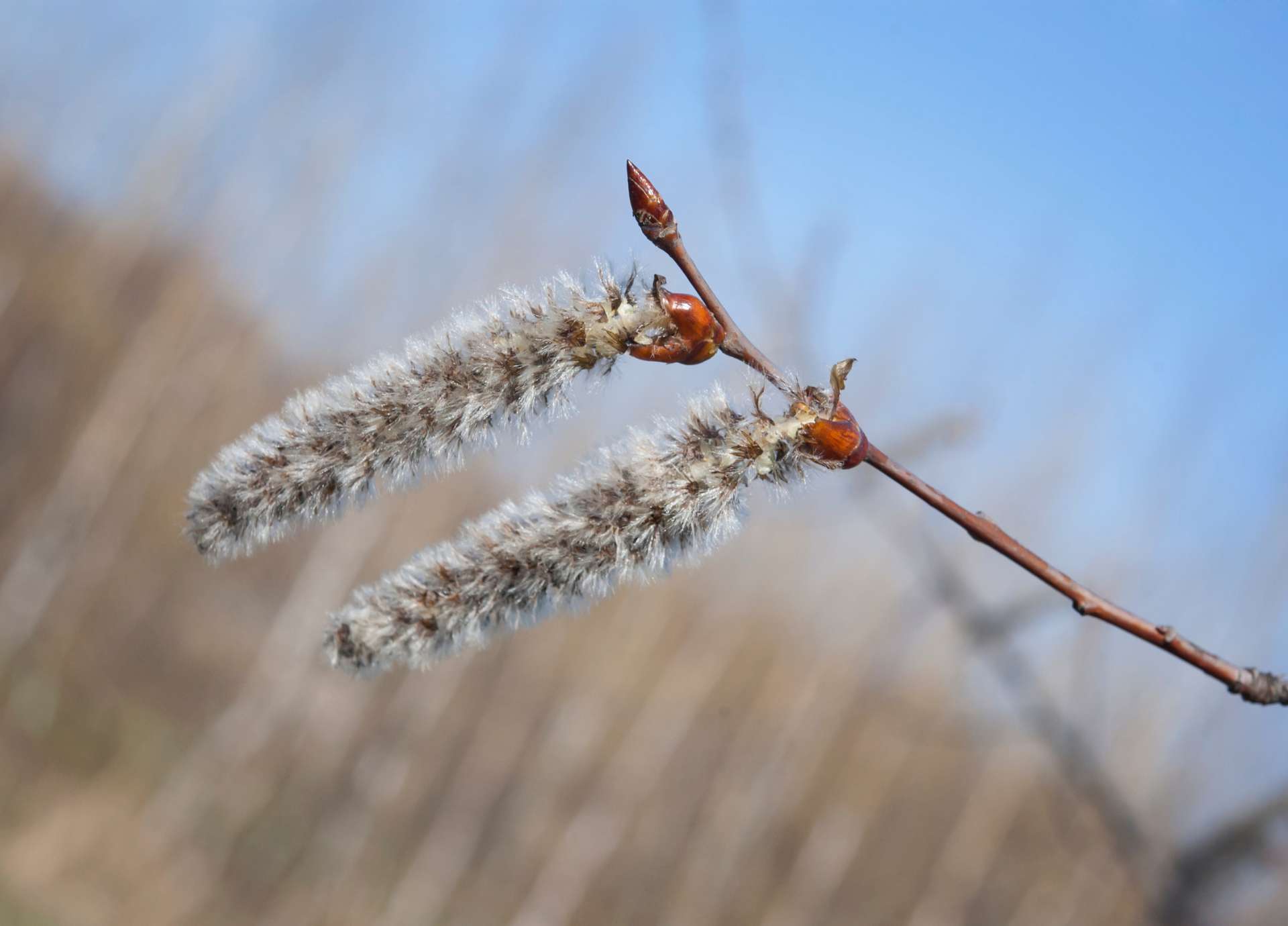 Aspen Bach Flower: Trusting the Unknown and Releasing Fear