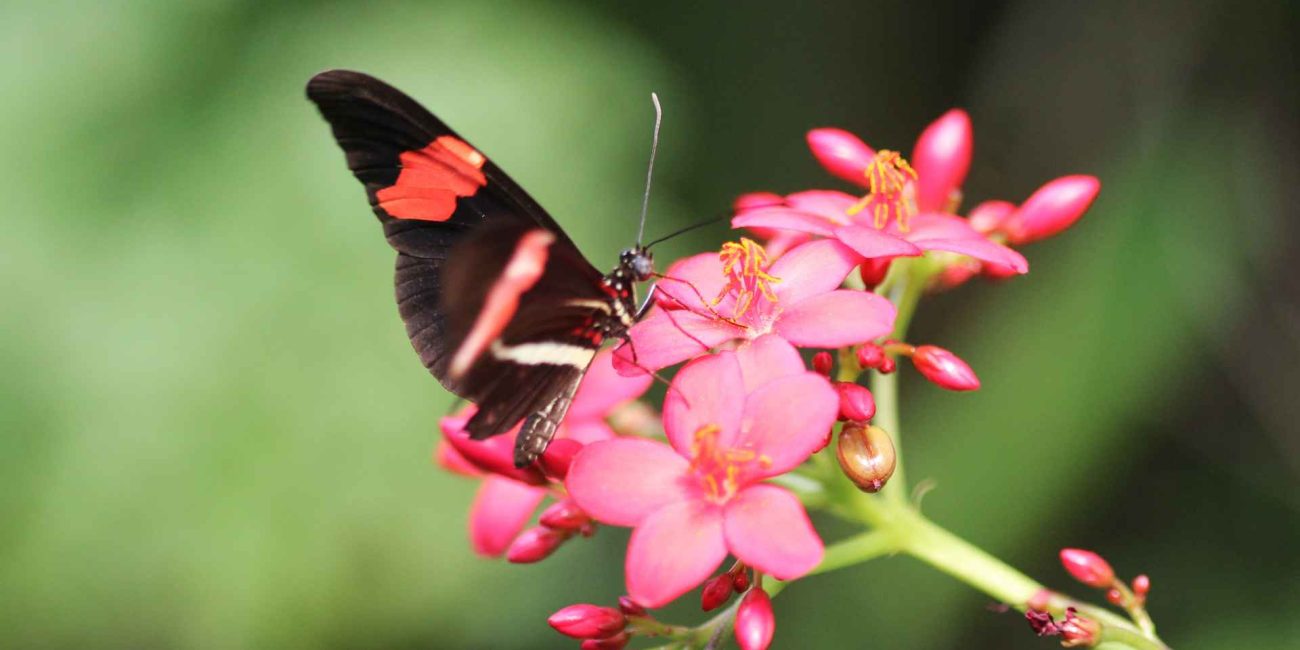 Bach Flower Remedies for Anxiety and Fear