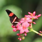 Bach Flower Remedies for Anxiety and Fear