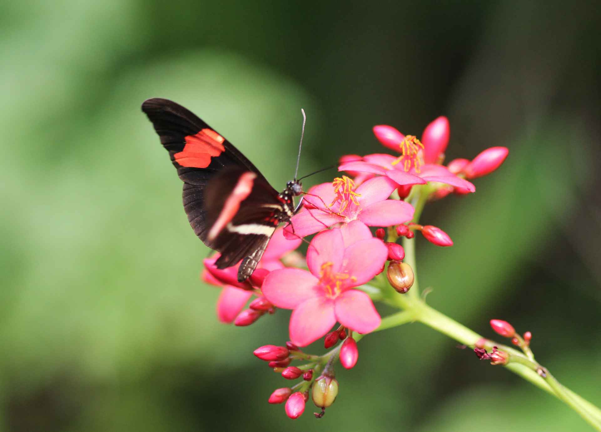 Bach Flower Remedies for Anxiety and Fear