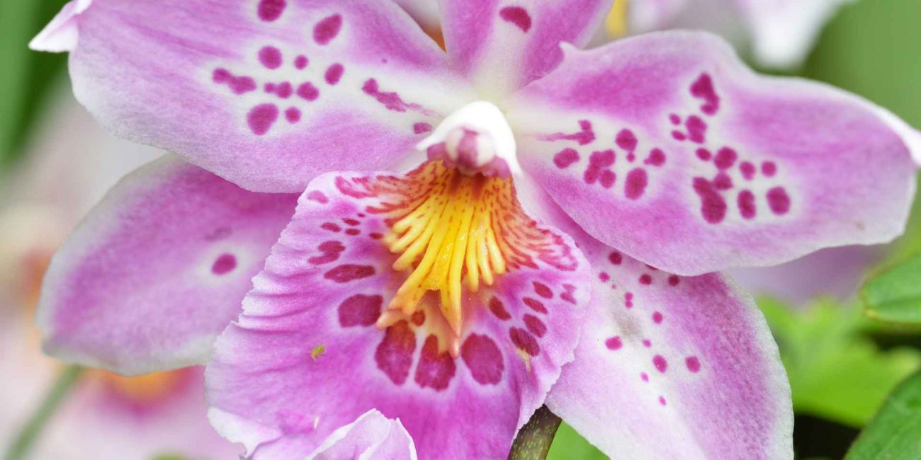Bach Flower Remedies for Anxiety and Stress