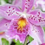 Bach Flower Remedies for Anxiety and Stress