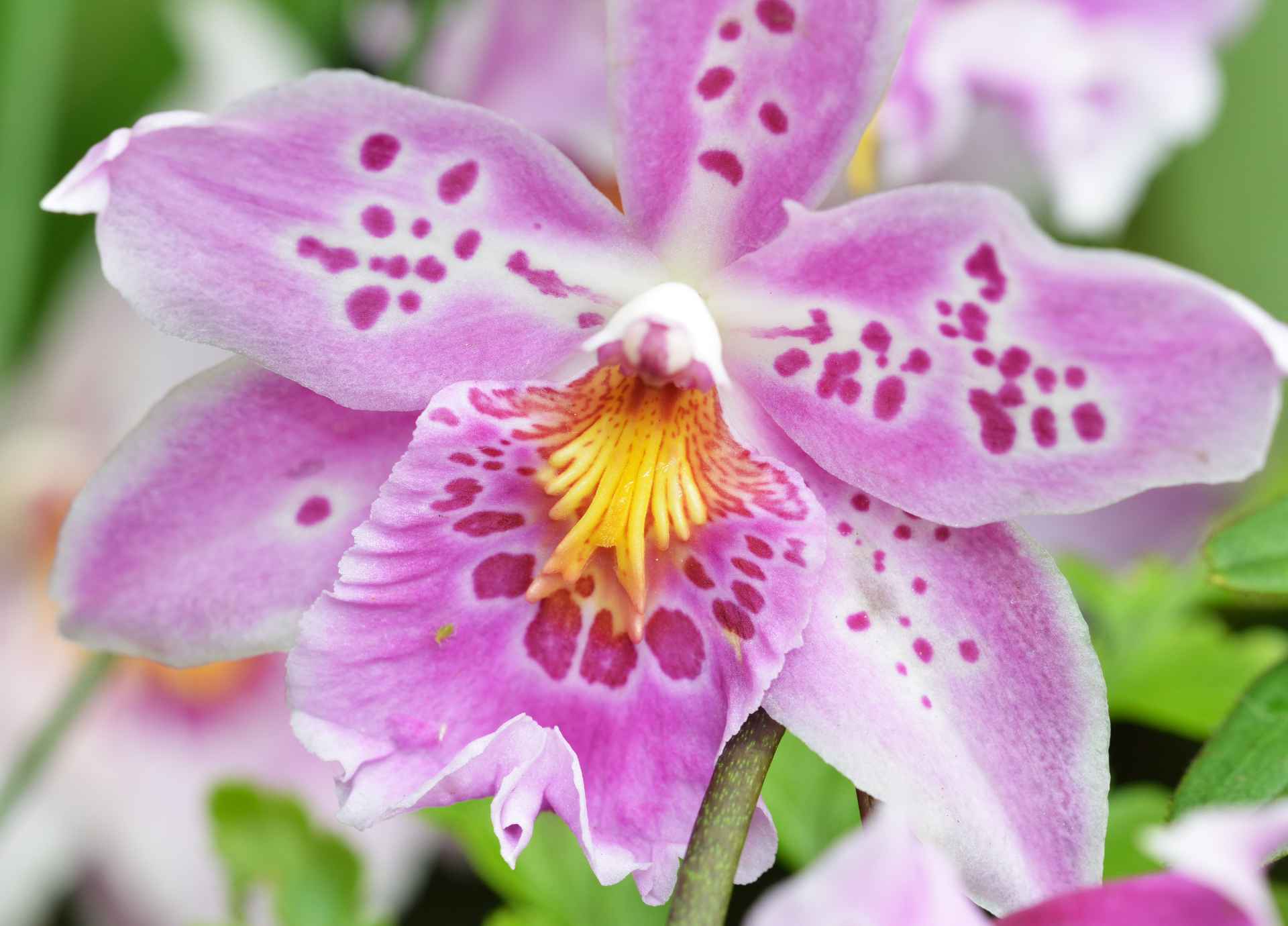 Bach Flower Remedies for Anxiety and Stress