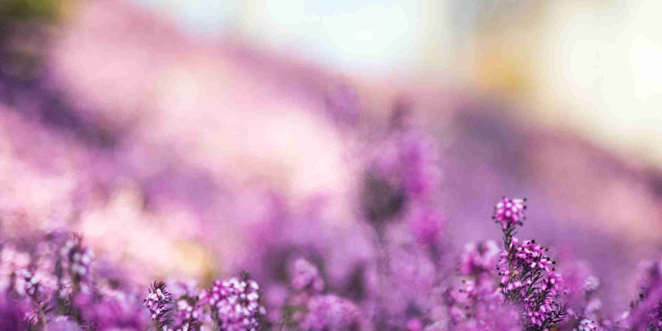 Bach Flower Remedies for Compassion and Connection