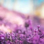 Bach Flower Remedies for Compassion and Connection