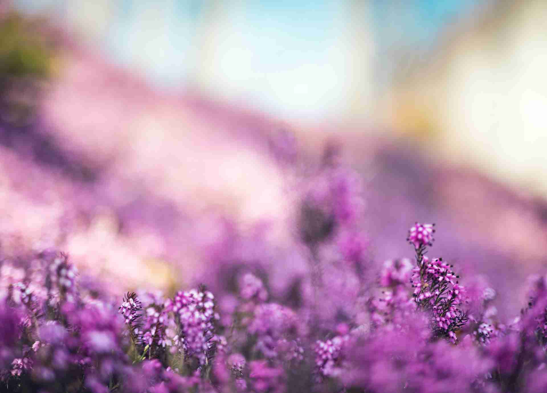 Bach Flower Remedies for Compassion and Connection