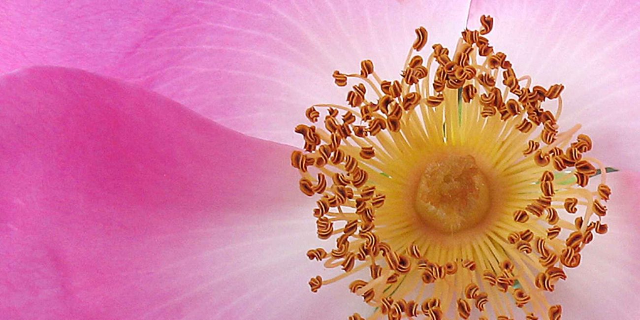 Bach Flower Remedies for Confidence and Self-Esteem