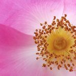 Bach Flower Remedies for Confidence and Self-Esteem