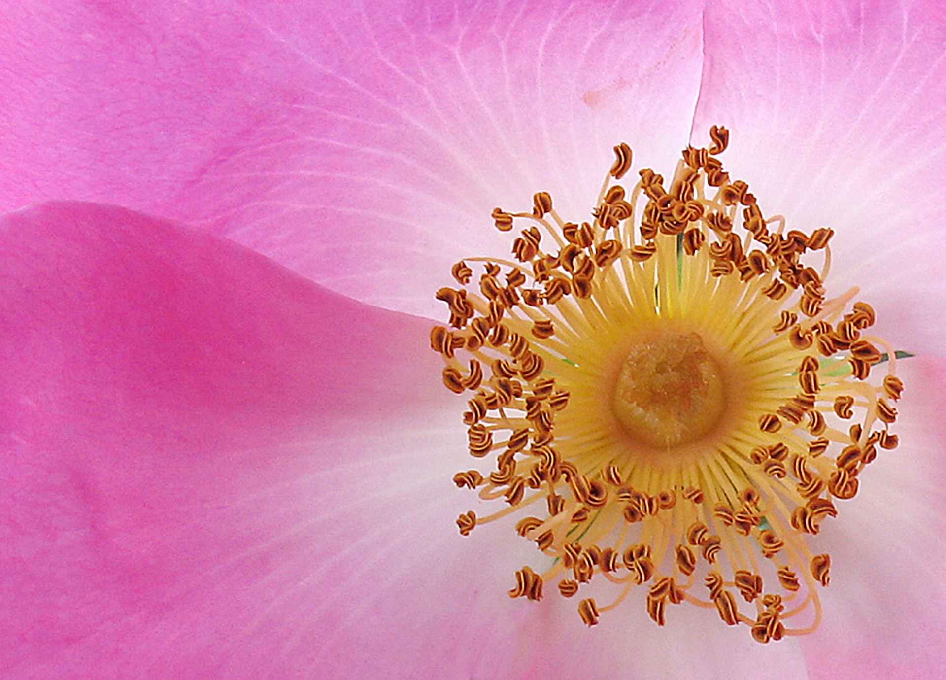 Bach Flower Remedies for Confidence and Self-Esteem