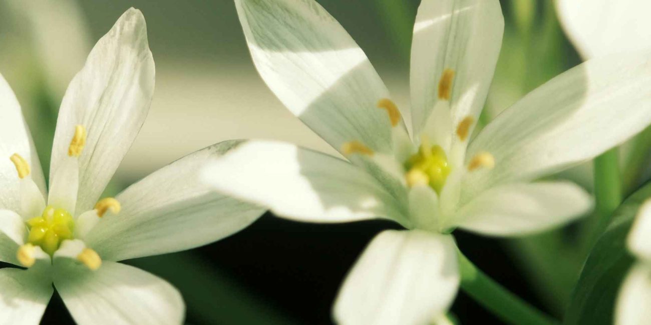 Bach Flower Remedies for Depression and Low Mood