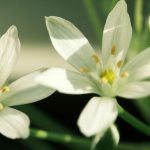 Bach Flower Remedies for Depression and Low Mood