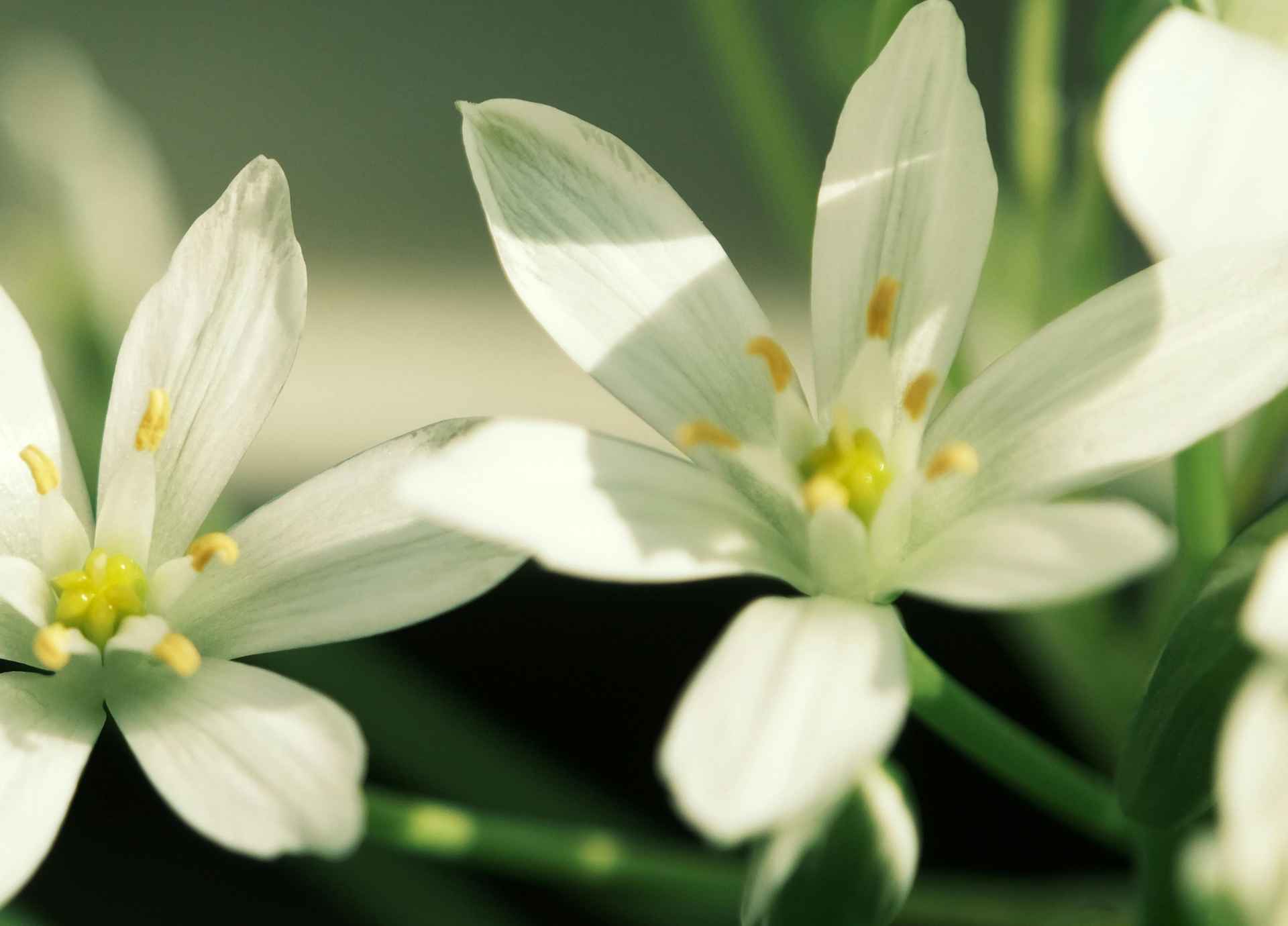 Bach Flower Remedies for Depression and Low Mood