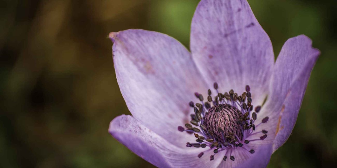 Bach Flower Remedies for Emotional Boundaries