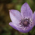 Bach Flower Remedies for Emotional Boundaries