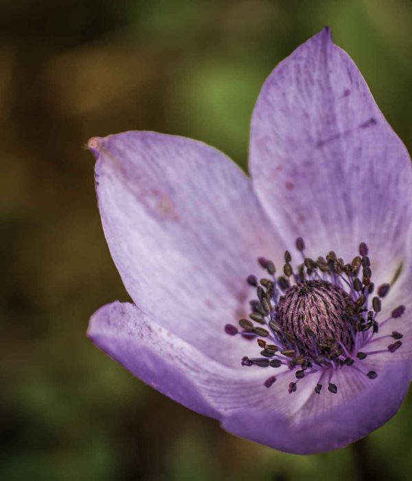 Bach Flower Remedies for Emotional Boundaries