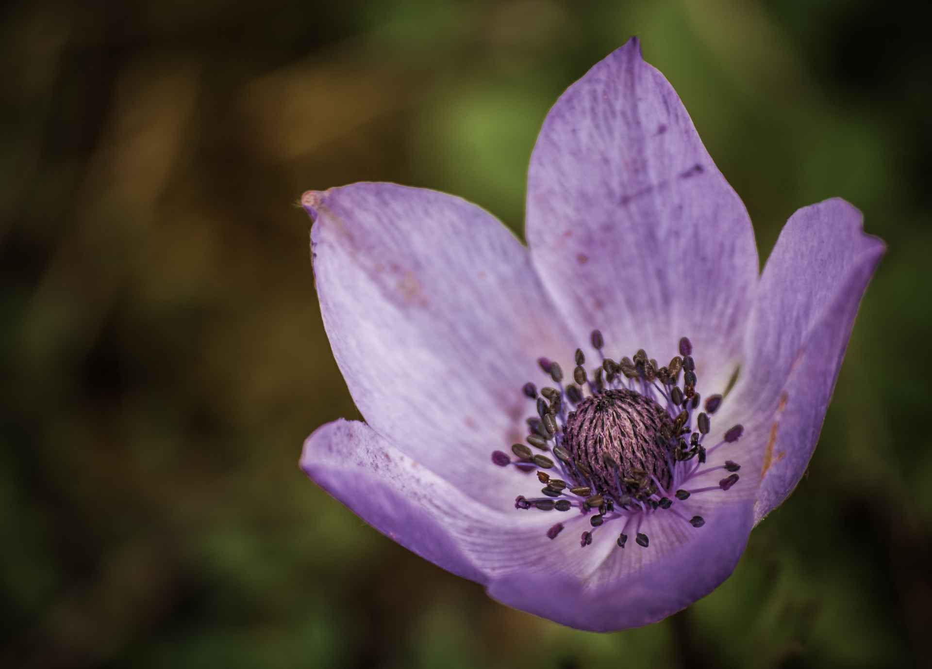 Bach Flower Remedies for Emotional Boundaries
