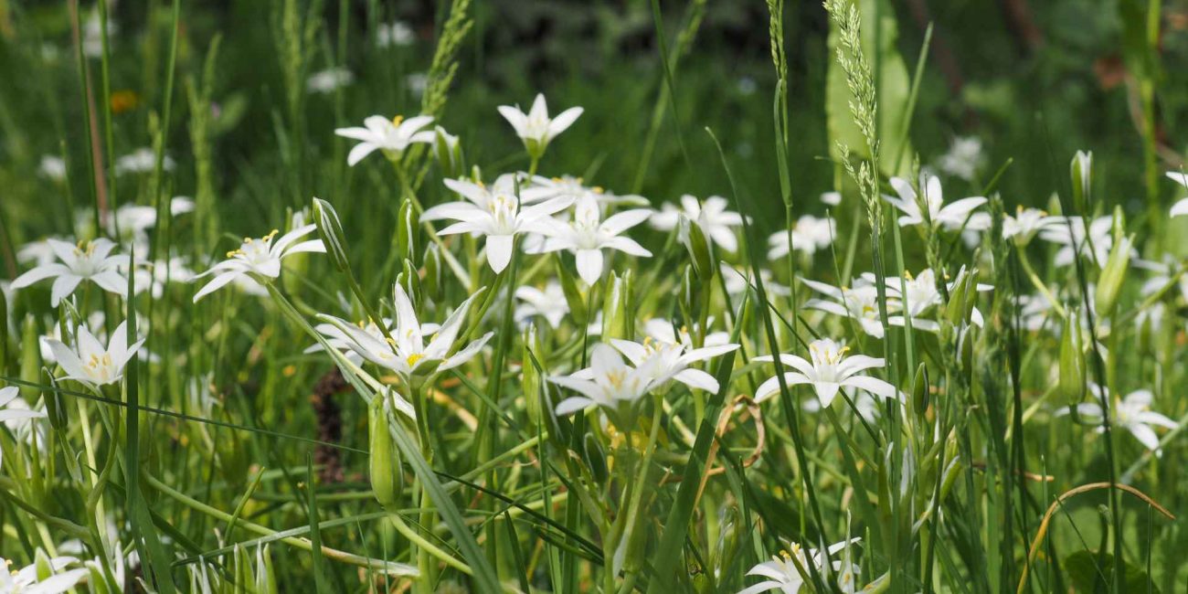 Bach Flower Remedies for Emotional Healing After Loss