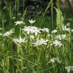 Bach Flower Remedies for Emotional Healing After Loss