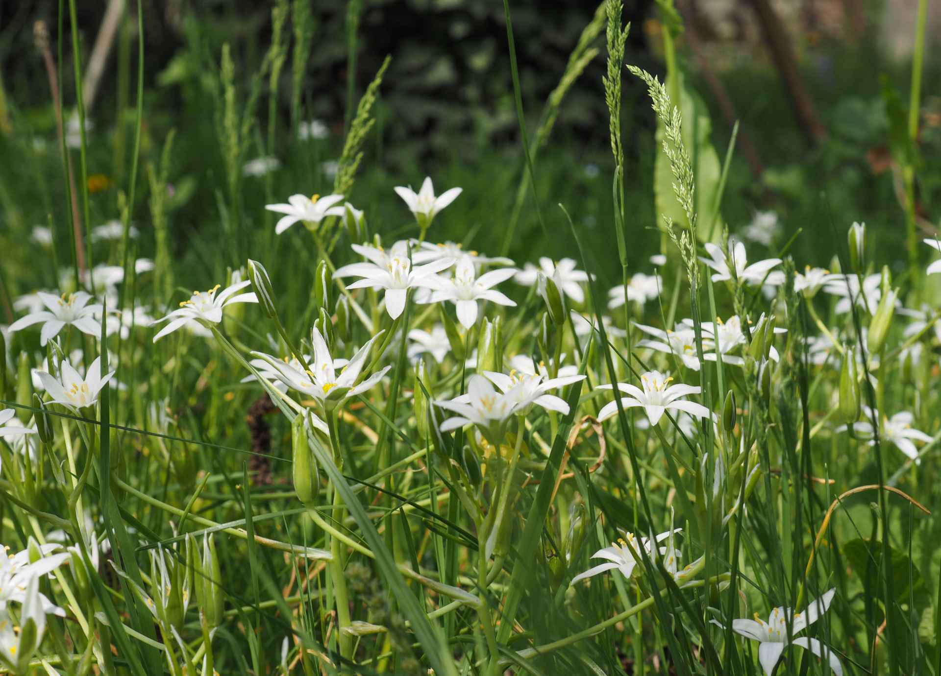 Bach Flower Remedies for Emotional Healing After Loss