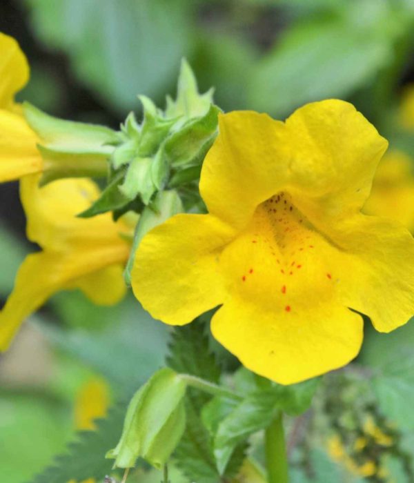 Bach Flower Remedies for Energy and Vitality