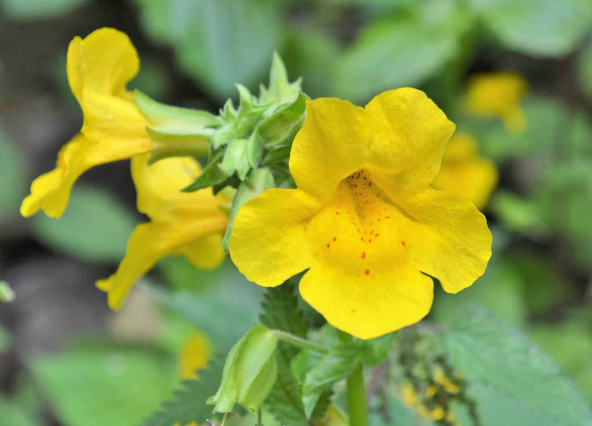 Bach Flower Remedies for Energy and Vitality