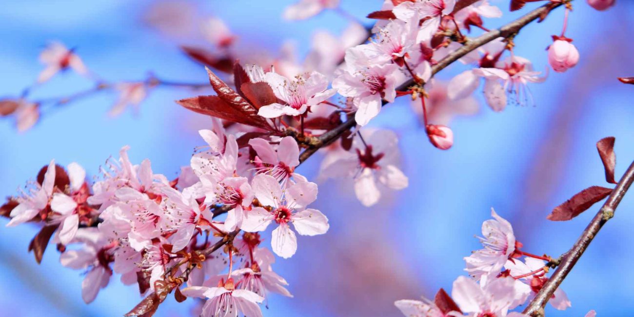 Bach Flower Remedies for Fear and Courage