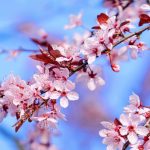 Bach Flower Remedies for Fear and Courage