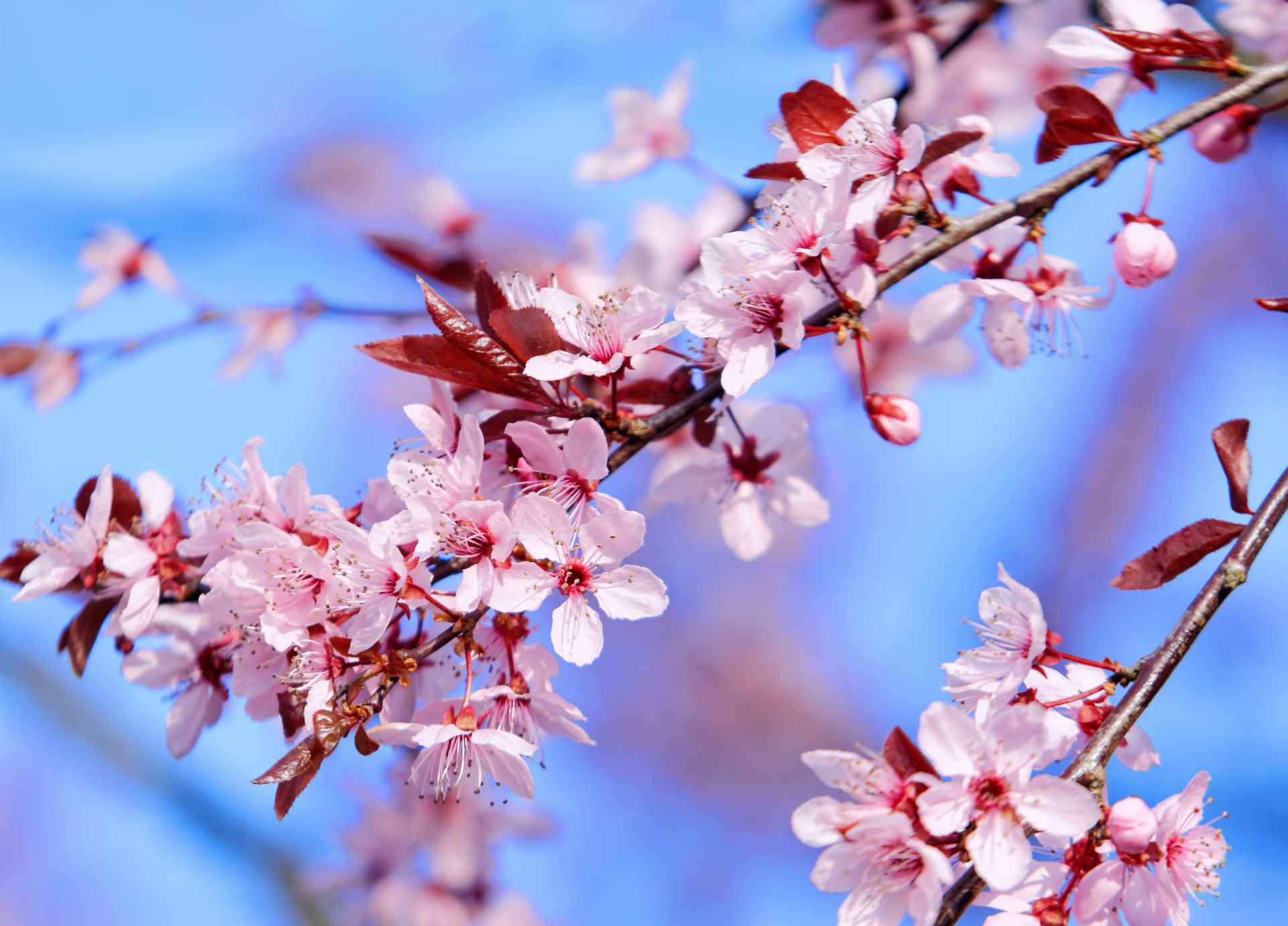 Bach Flower Remedies for Fear and Courage