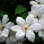 Bach Flower Remedies for Focus and Clarity