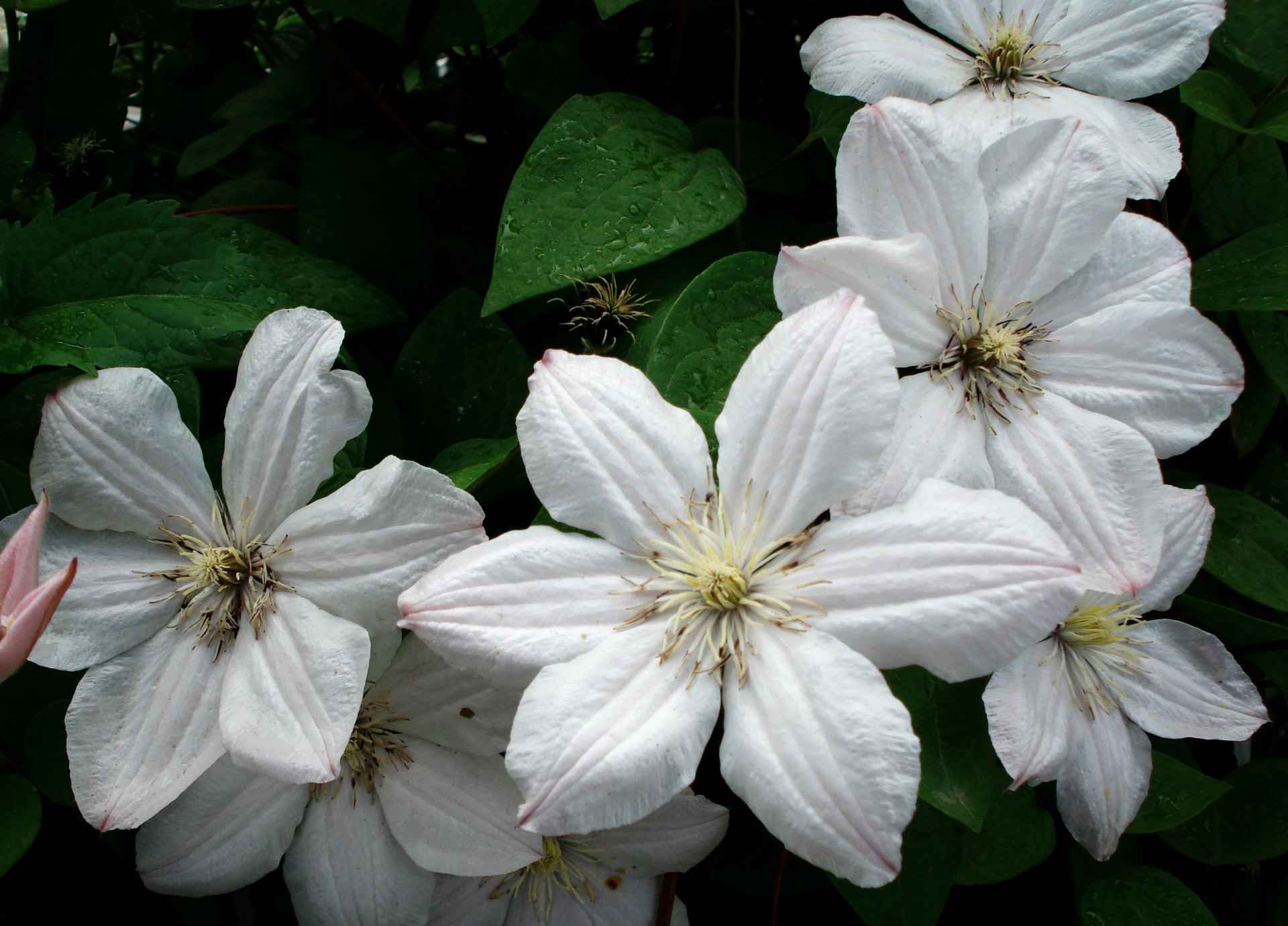 Bach Flower Remedies for Focus and Clarity