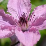 Bach Flower Remedies for Focus and Clarity