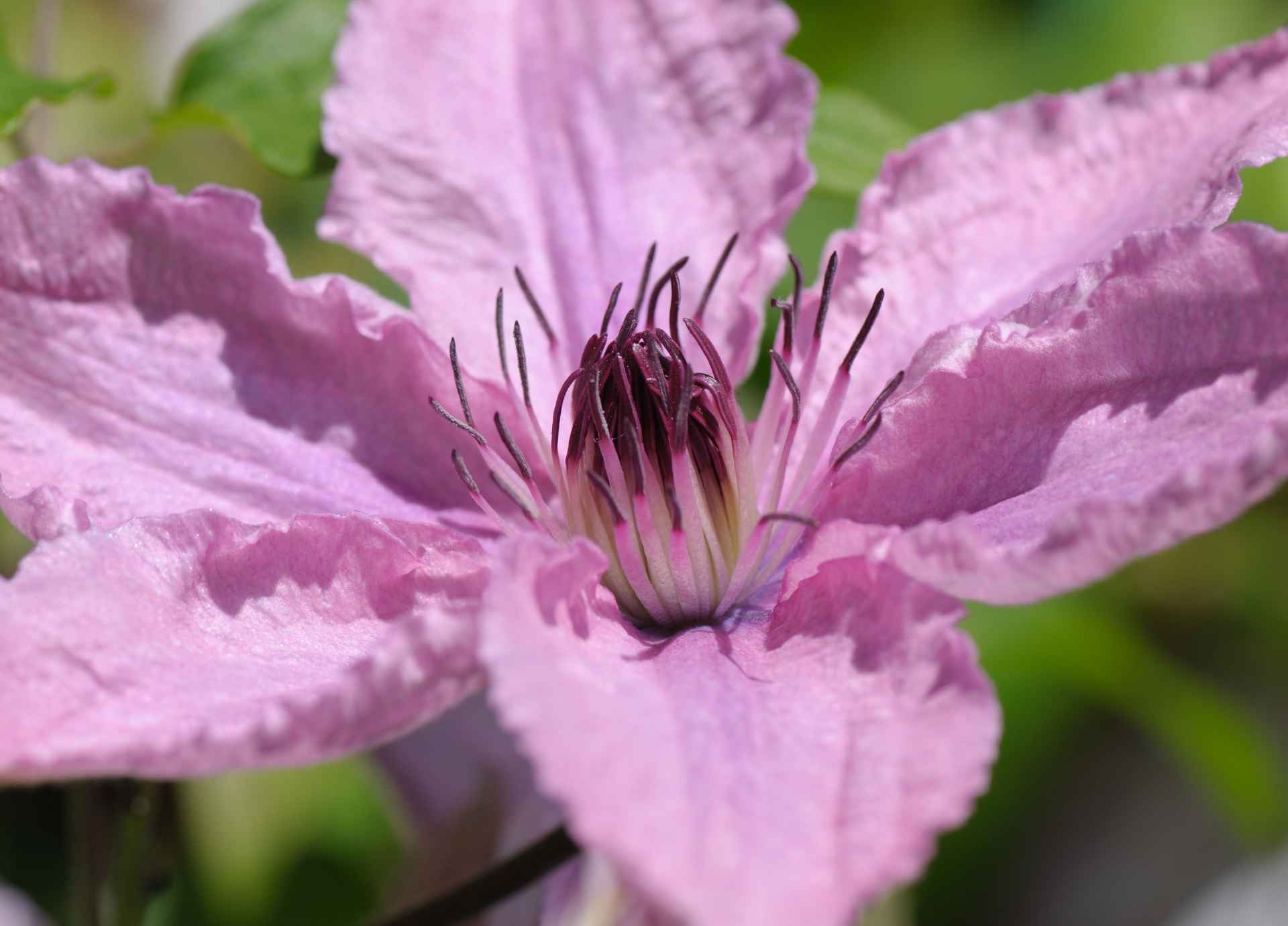 Bach Flower Remedies for Focus and Clarity