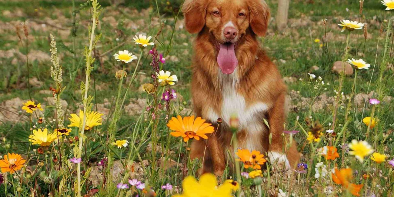 Bach Flower Remedies for Pets