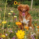 Bach Flower Remedies for Pets