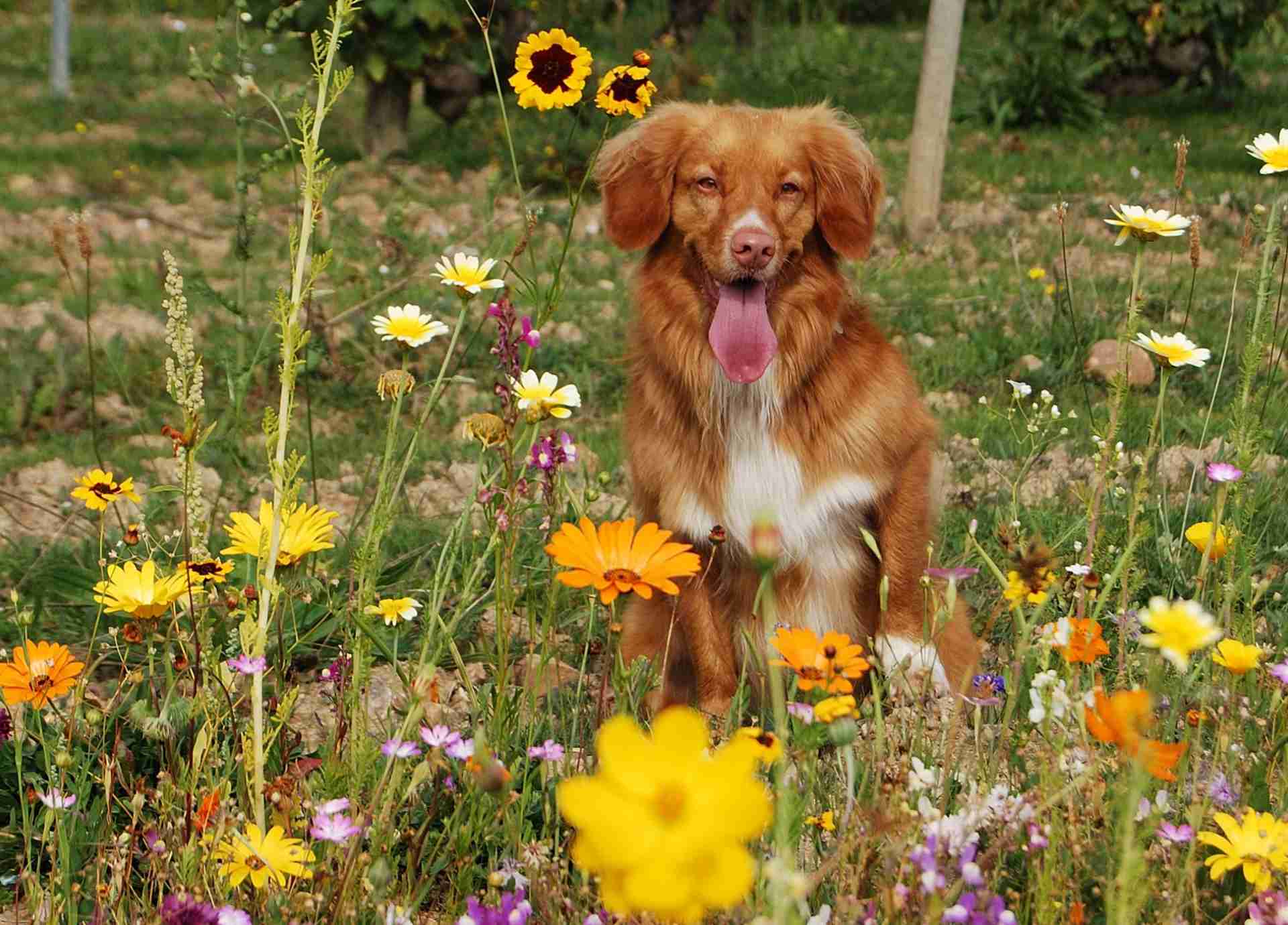 Bach Flower Remedies for Pets