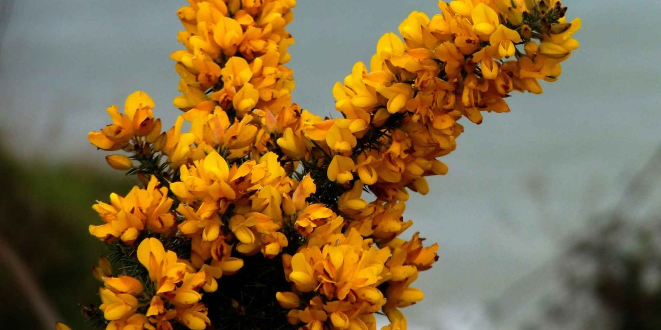 Bach Flower Remedies for Joy and Optimism