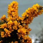 Bach Flower Remedies for Joy and Optimism