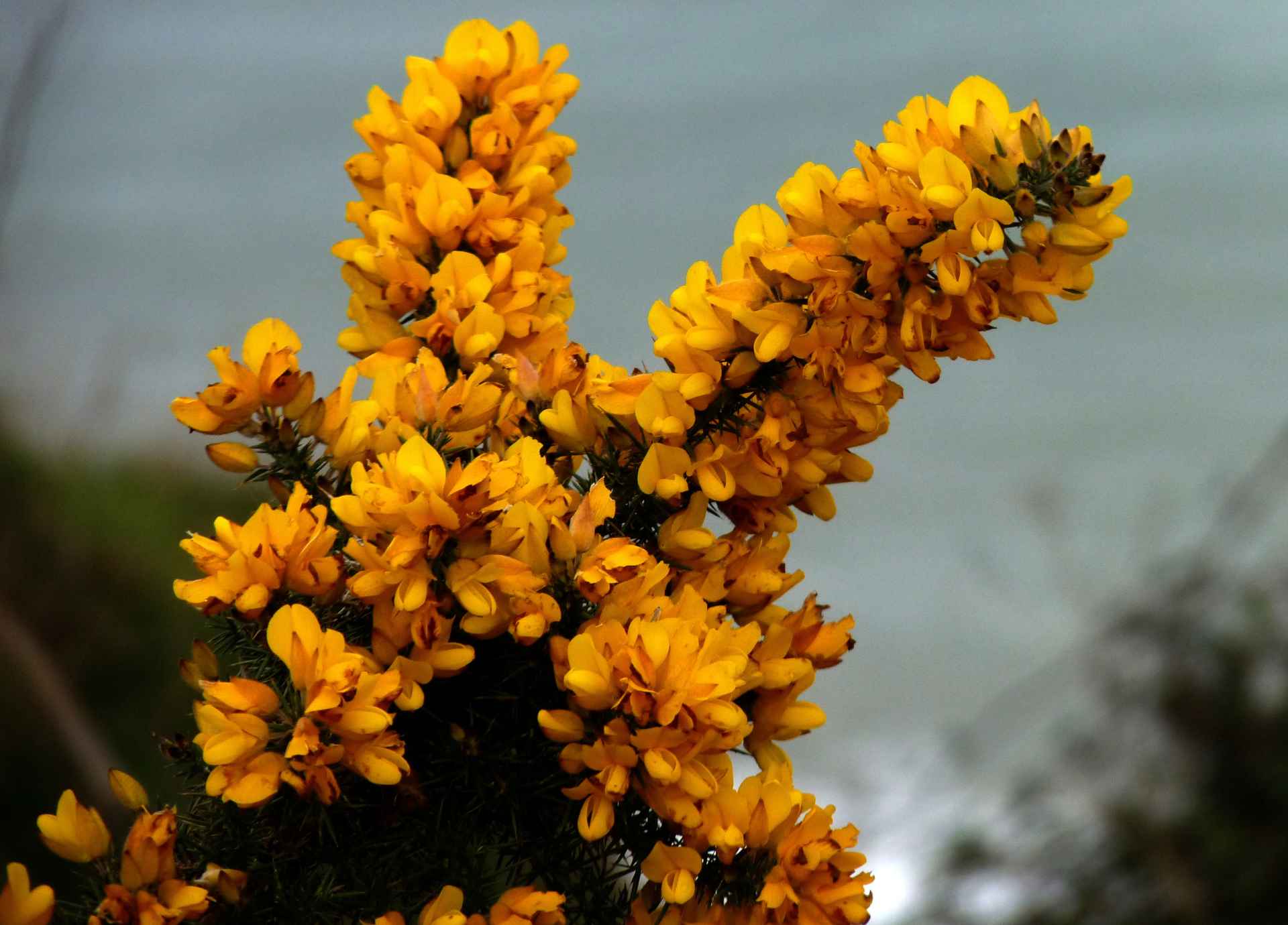 Bach Flower Remedies for Joy and Optimism