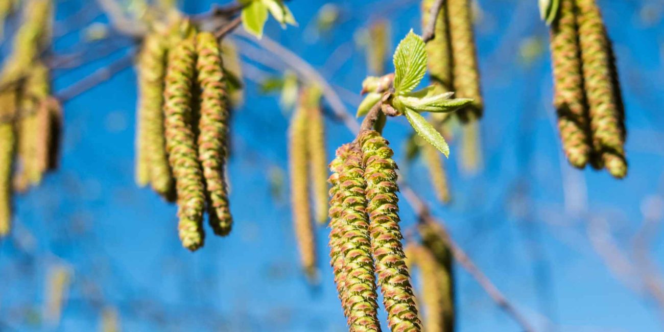 Bach Flower Remedies for Motivation and Purpose
