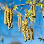 Bach Flower Remedies for Motivation and Purpose
