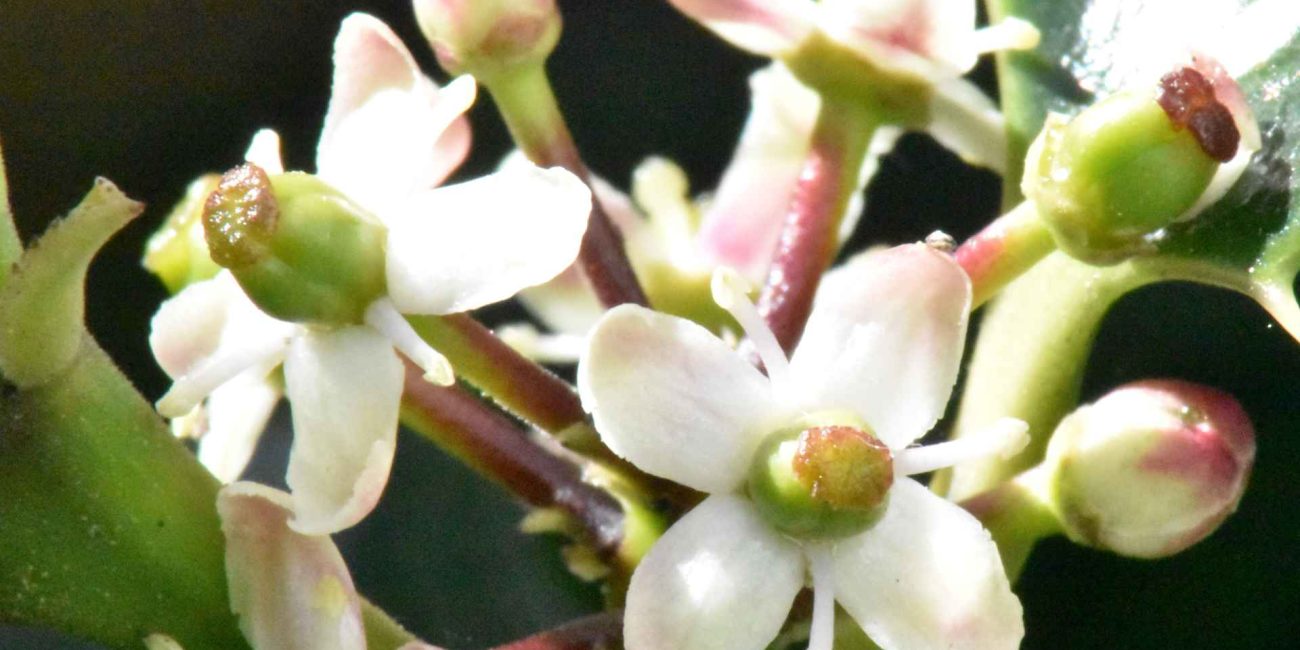 Bach Flower Remedies for Relationships and Harmony