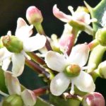 Bach Flower Remedies for Relationships and Harmony