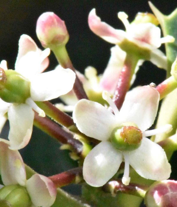 Bach Flower Remedies for Relationships and Harmony