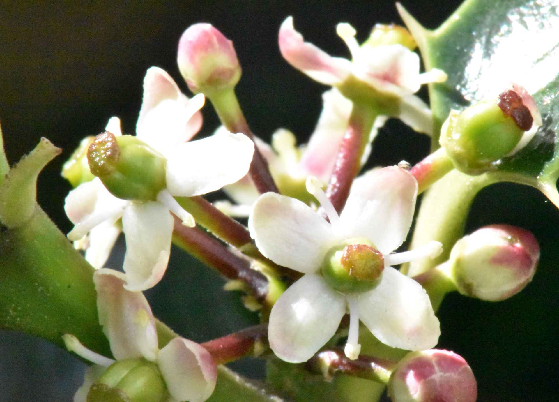 Bach Flower Remedies for Relationships and Harmony